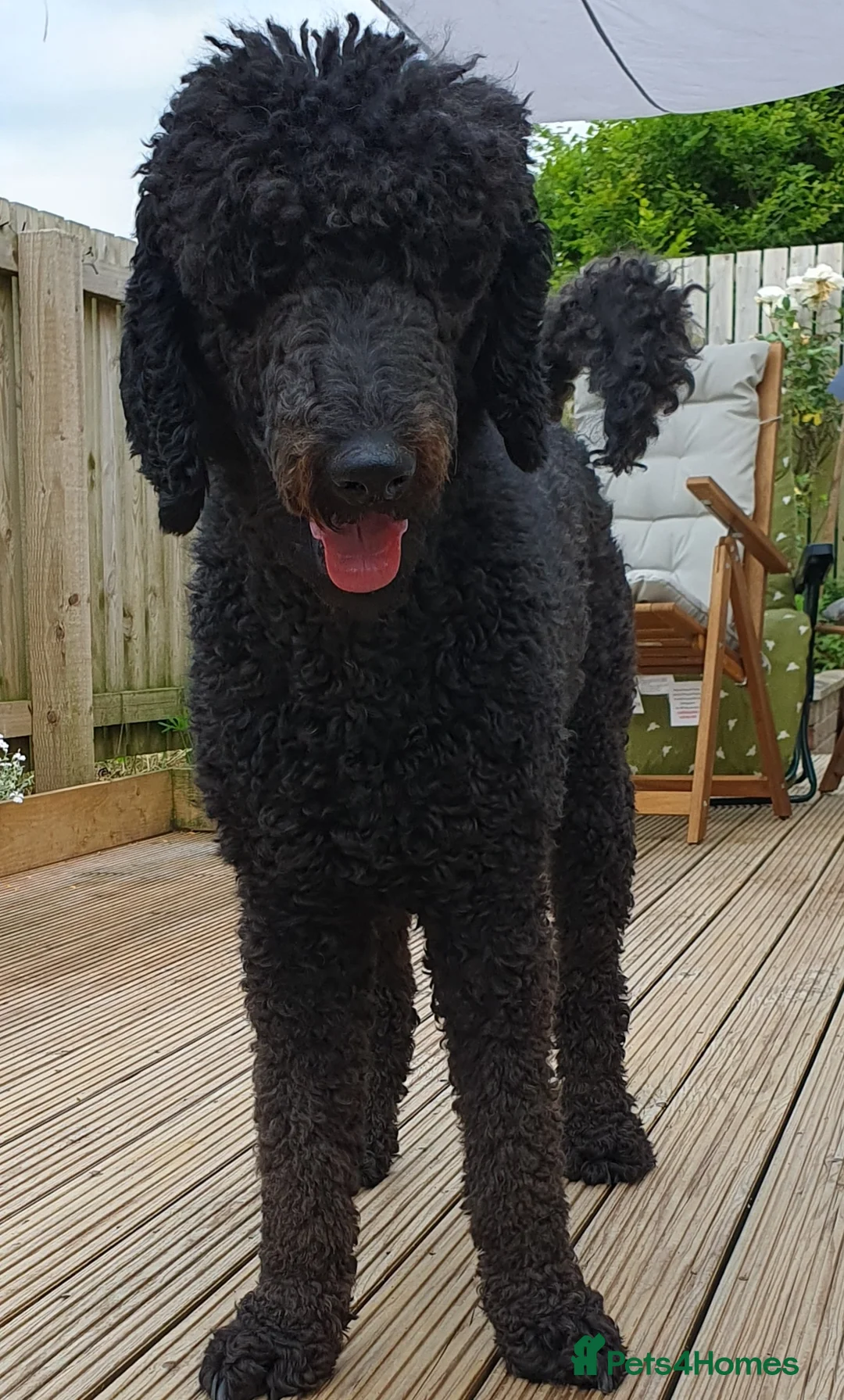 Standard Poodle dogs for stud: Stunning Black Standard Poodle for stud  in Girvan - Advert 4