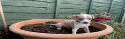 Italian Greyhound dogs for sale: Royal kennel club registered  - Advert 11