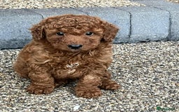 Cockapoo dogs for sale: Stunning f1 cockapoo puppies  - Image 4