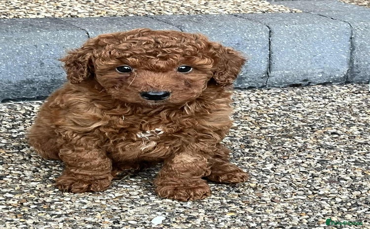 Cockapoo dogs - Advert 6