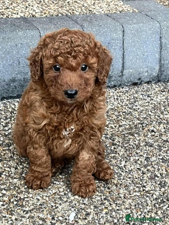 Cockapoo dogs - Advert 6