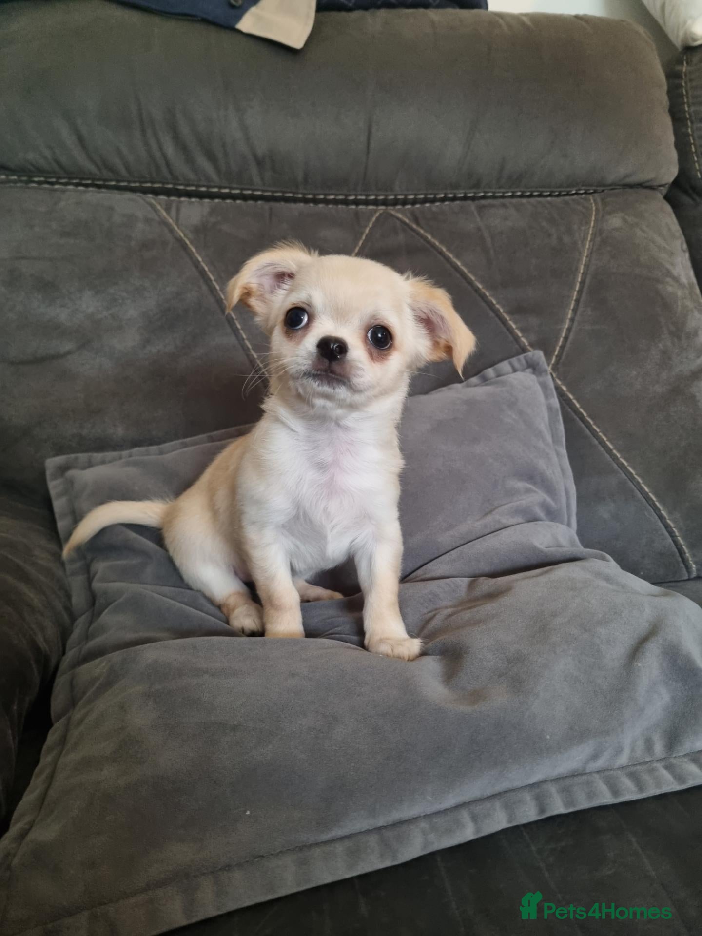 Chihuahua dogs Ready now Longhaired chihuahua puppies  - Advert 1