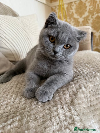 British Shorthair cats - Advert 12