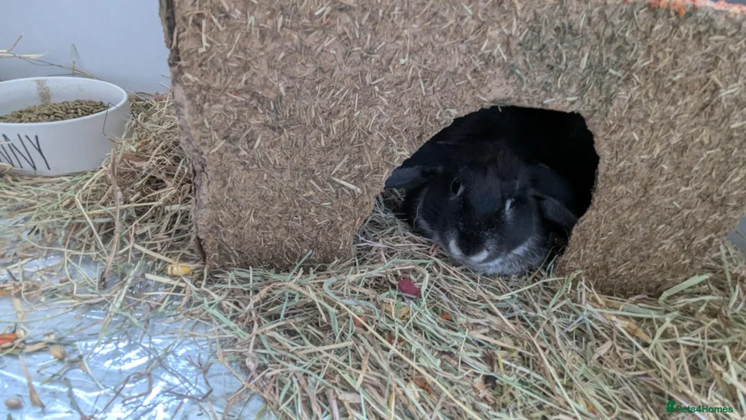 Mixed Breed rabbits for sale: Blacky in Uxbridge - Advert 4