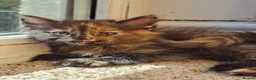 Mixed Breed cats for sale: Gorgeous kittens, mix of short & long hair in Hayle - Advert 2