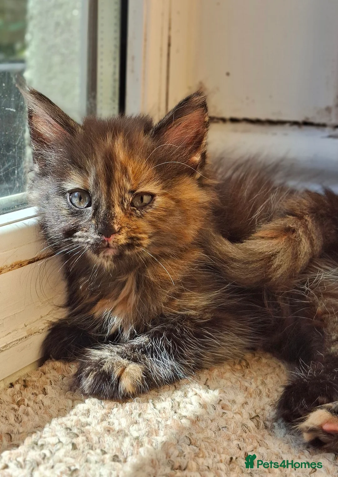 Mixed Breed cats for sale: Gorgeous kittens, mix of short & long hair in Hayle - Advert 2