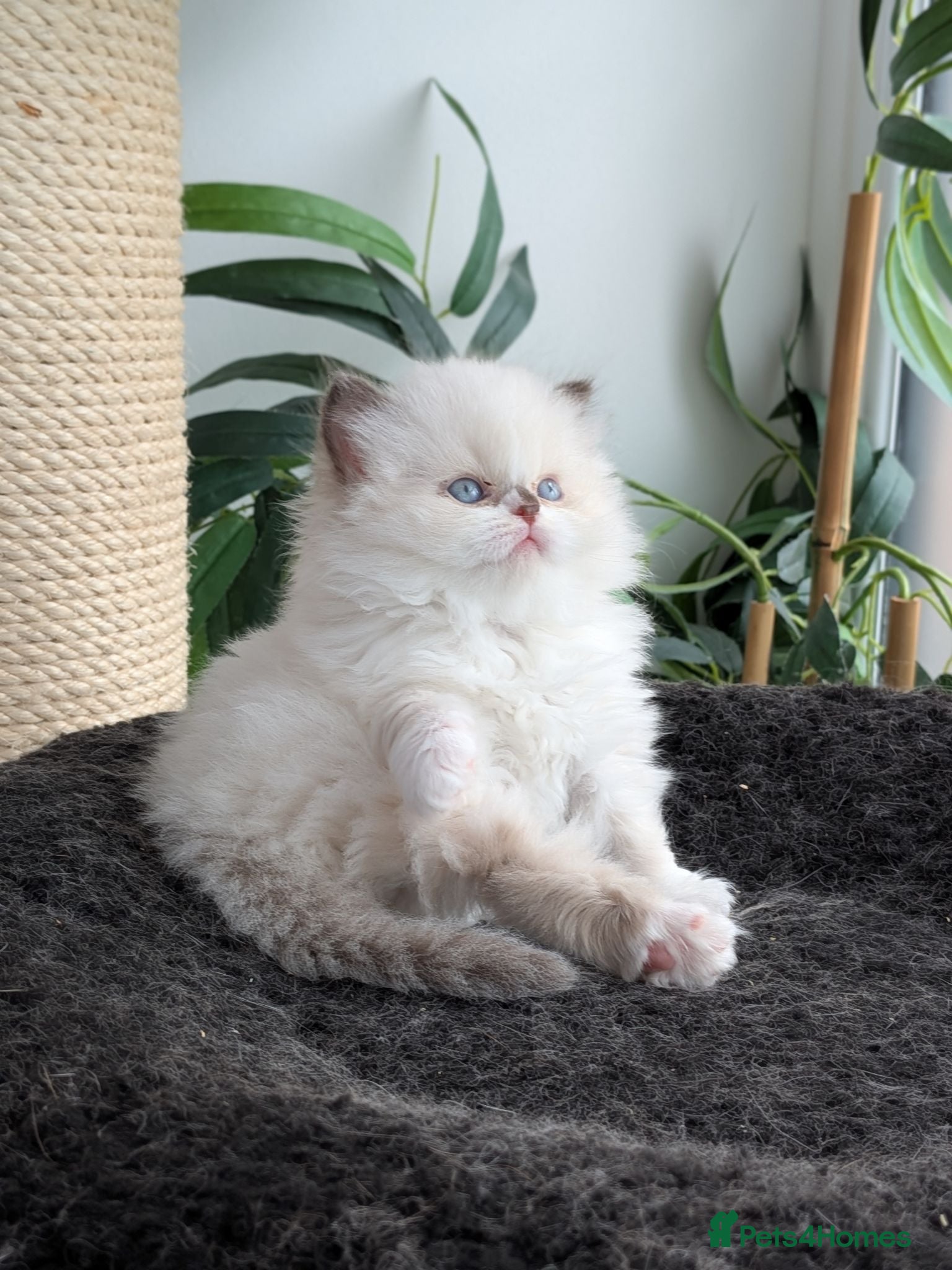 British Shorthair cats GCCF registered British Shorthair/ LH kittens  - Advert 1