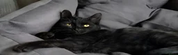 British Shorthair cats for sale: Kittens for sale  - Advert 1