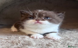 British Shorthair cats for sale: Champion lines bi colour cinnamon kittens  - Image 4