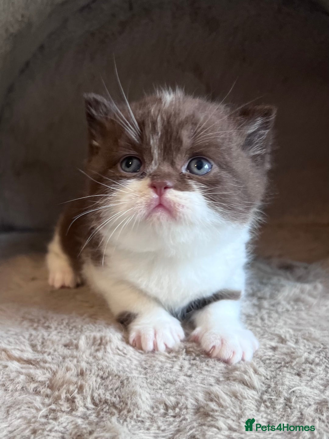 British Shorthair cats for sale: Champion lines bi colour cinnamon kittens  - Image 4