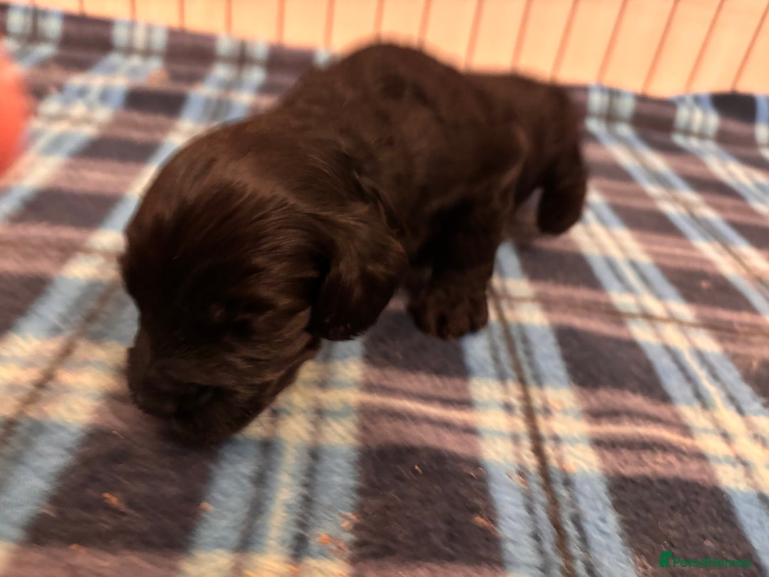 Cockapoo dogs for sale: F2 Cockapoo Puppies - Advert 13