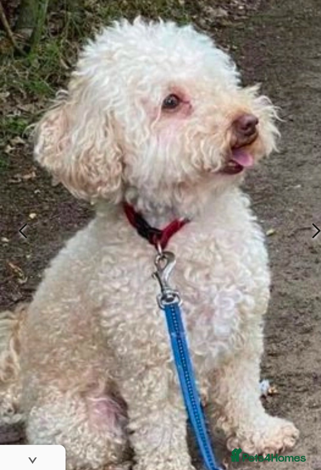 Cavapoo dogs for sale: Gorgeous Teddybear Cavapoo Puppies health checked  - Advert 40