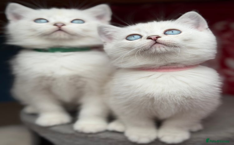 British Shorthair cats - Advert 15