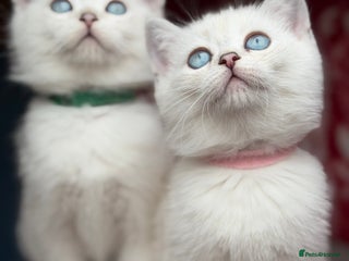 British Shorthair cats - Advert 2