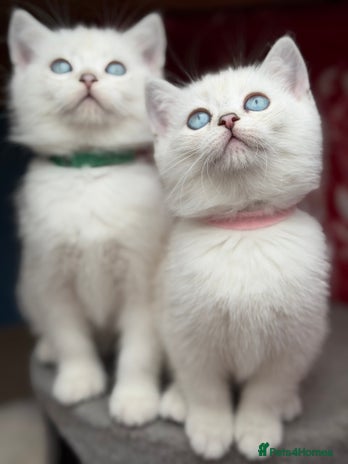 British Shorthair cats - Advert 4