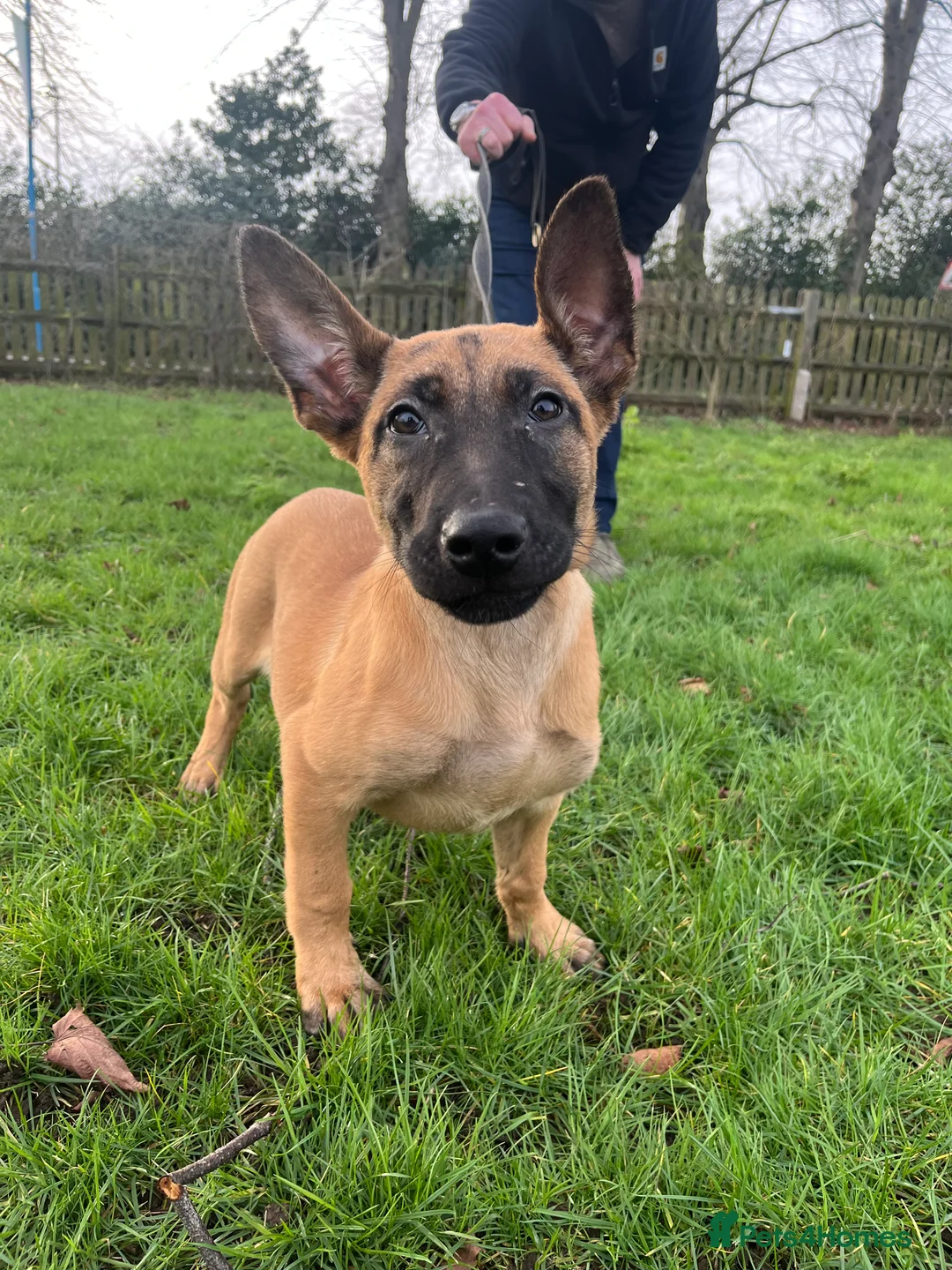 Belgian Shepherd Dog dogs for sale: Dutch Shepherd KNPV - Advert 6