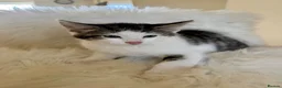Maine Coon cats for sale: 🐾 Five Beautiful Maine Coon Cross Kittens - Advert 7