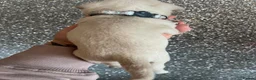 Pug dogs for sale: Unique pug puppies in Swanley - Advert 30