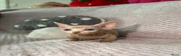 Sphynx cats for sale: Bambino Sphynx kittens  - Advert 10
