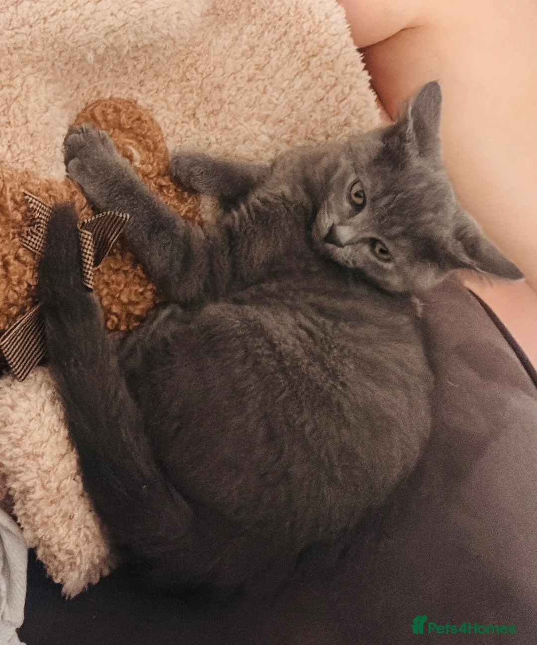 British Shorthair cats for sale: -£140-Mixed British Short Hair Kitten  - Advert 3