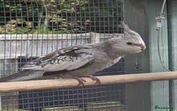 Cockatiels birds for sale: Stunning Young Silver Pearl Cockatiels For Sale - Image 9