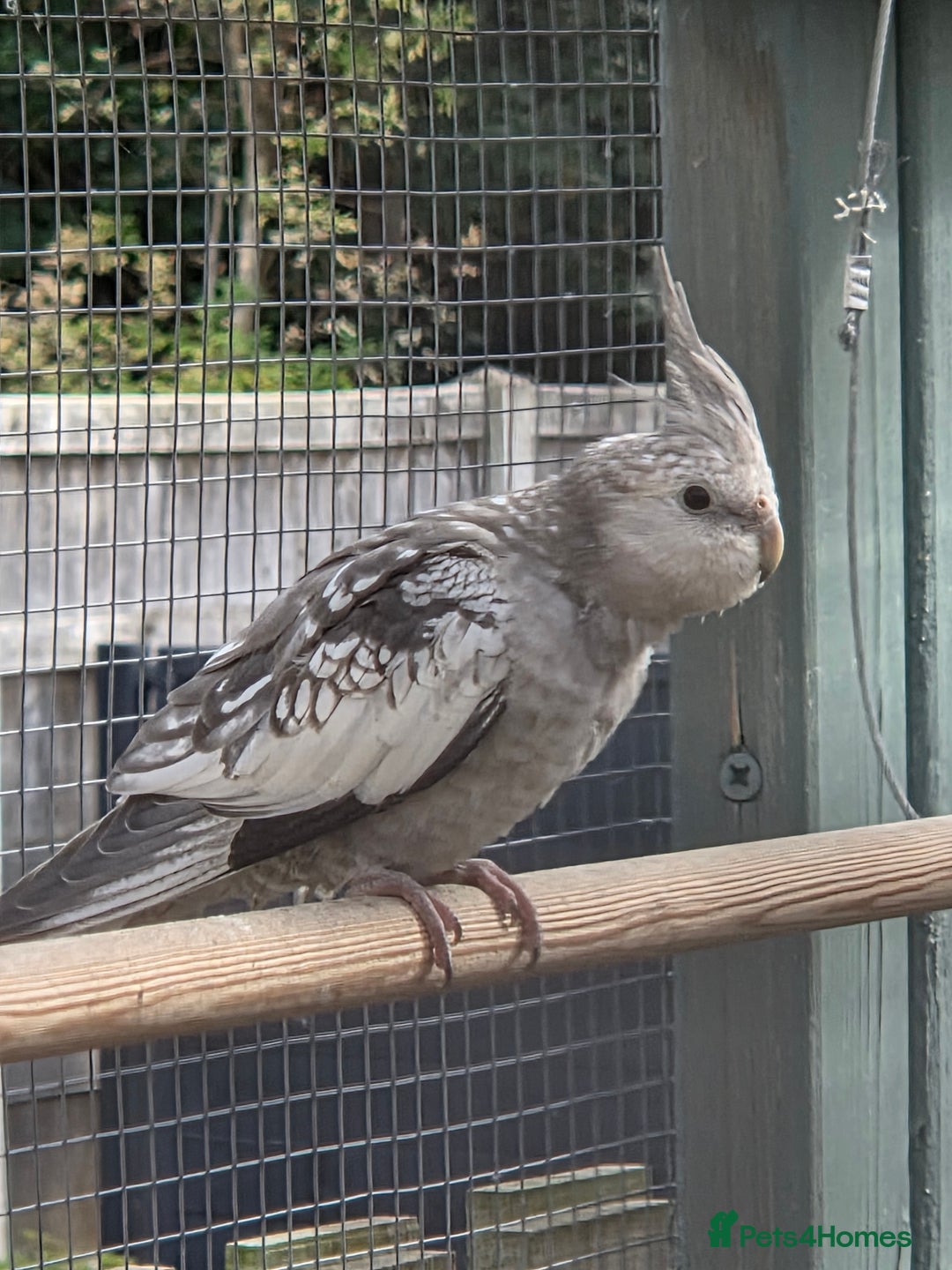 Cockatiels birds for sale: Stunning Young Silver Pearl Cockatiels For Sale - Image 9