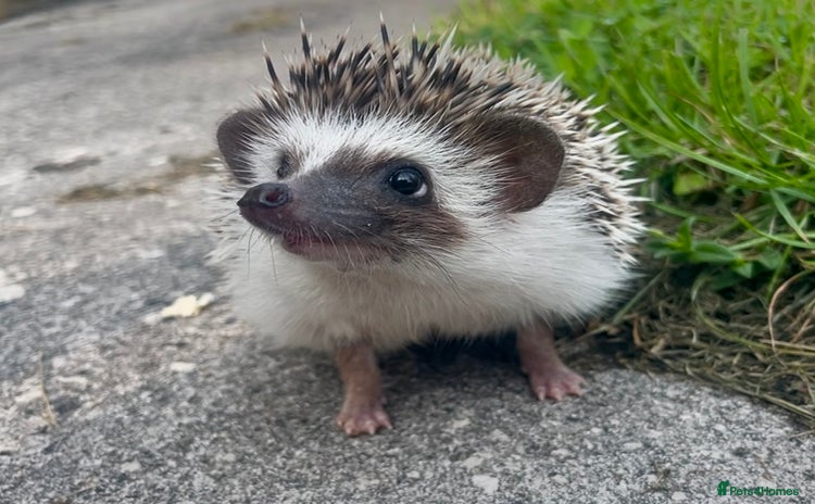 Pygmy Hedgehog rodents - Advert 4
