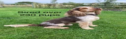 Cocker Spaniel dogs for stud: KC Best Practice Health 🐾Show 🐾230+ pups born - Advert 1