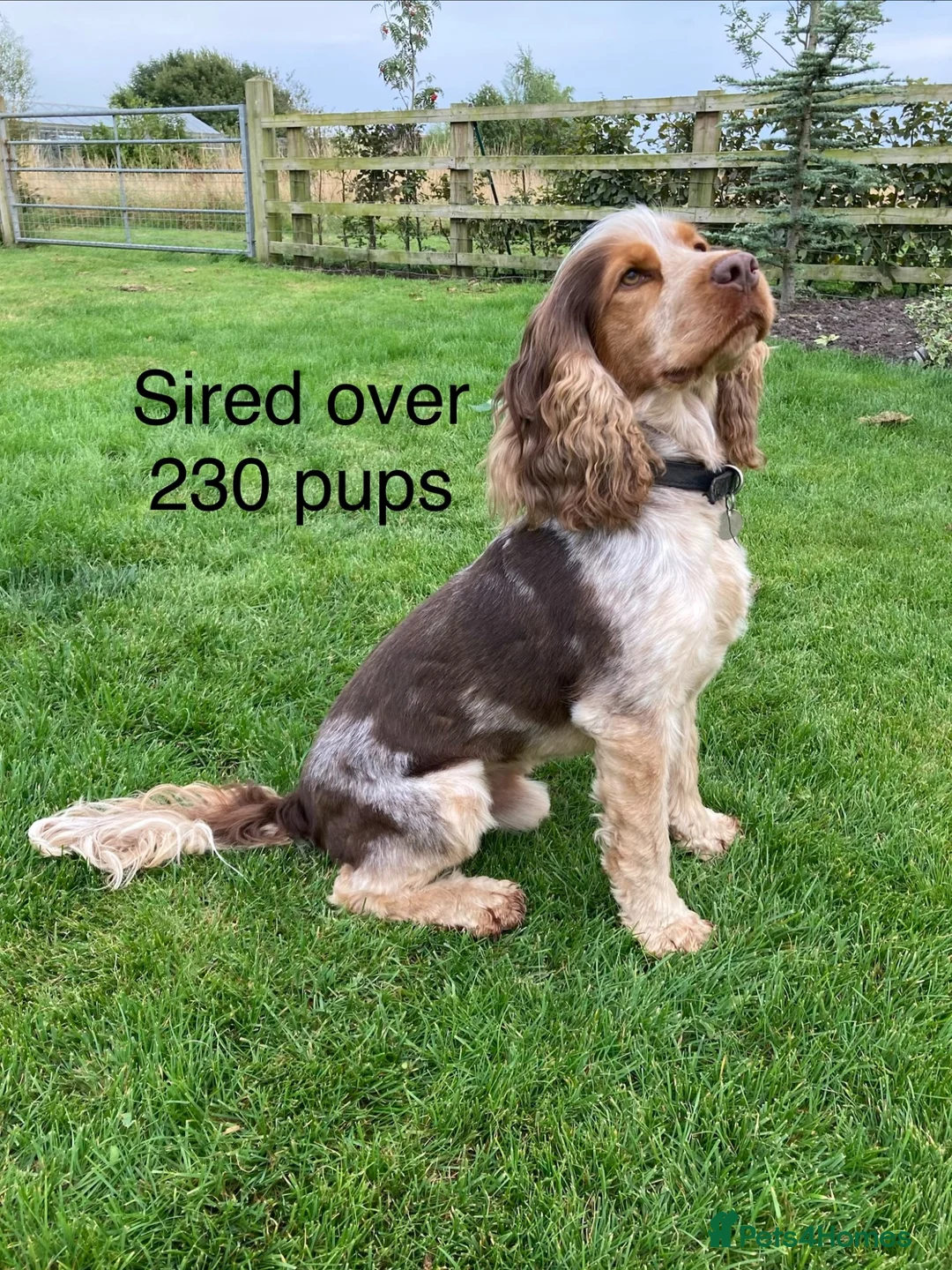 Cocker Spaniel dogs for stud: KC Best Practice Health 🐾Show 🐾230+ pups born - Advert 1