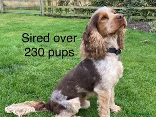 Cocker Spaniel dogs KC Best Practice Health 🐾Show 🐾230+ pups born - Advert 6