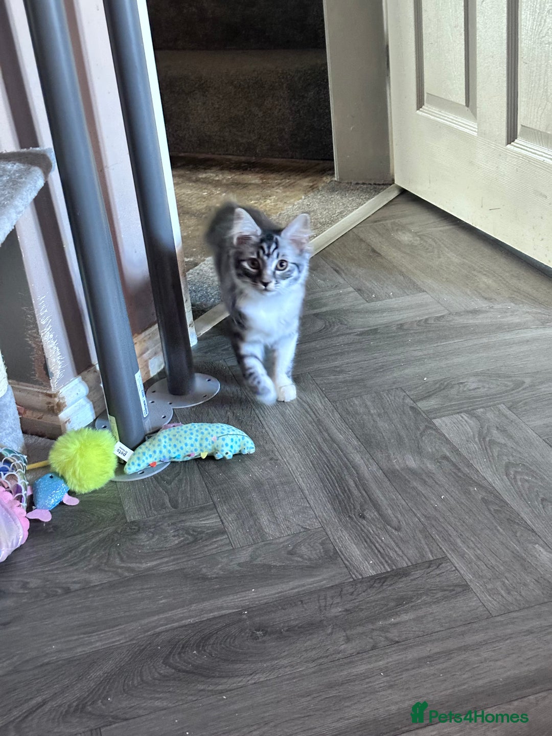 Bengal cats for sale: Kitten available new home  - Image 1