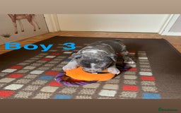 Staffordshire Bull Terrier dogs for sale: RARE BLUE MERLE STAFFORDSHIRE BULL TERRIER PUPPIES - Image 30