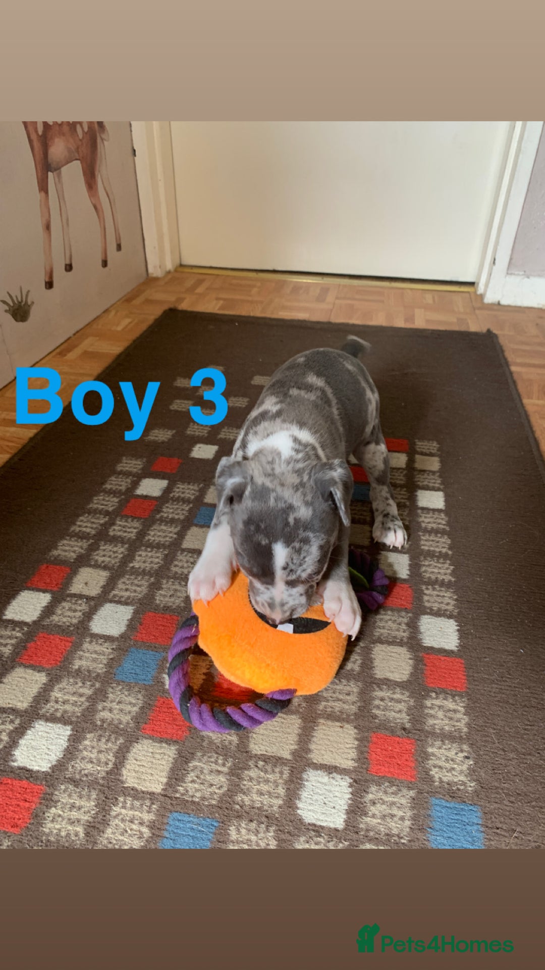 Staffordshire Bull Terrier dogs for sale: RARE BLUE MERLE STAFFORDSHIRE BULL TERRIER PUPPIES - Image 30