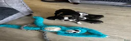 Boston Terrier dogs for sale: Boston terrier puppies  in Scunthorpe - Advert 5