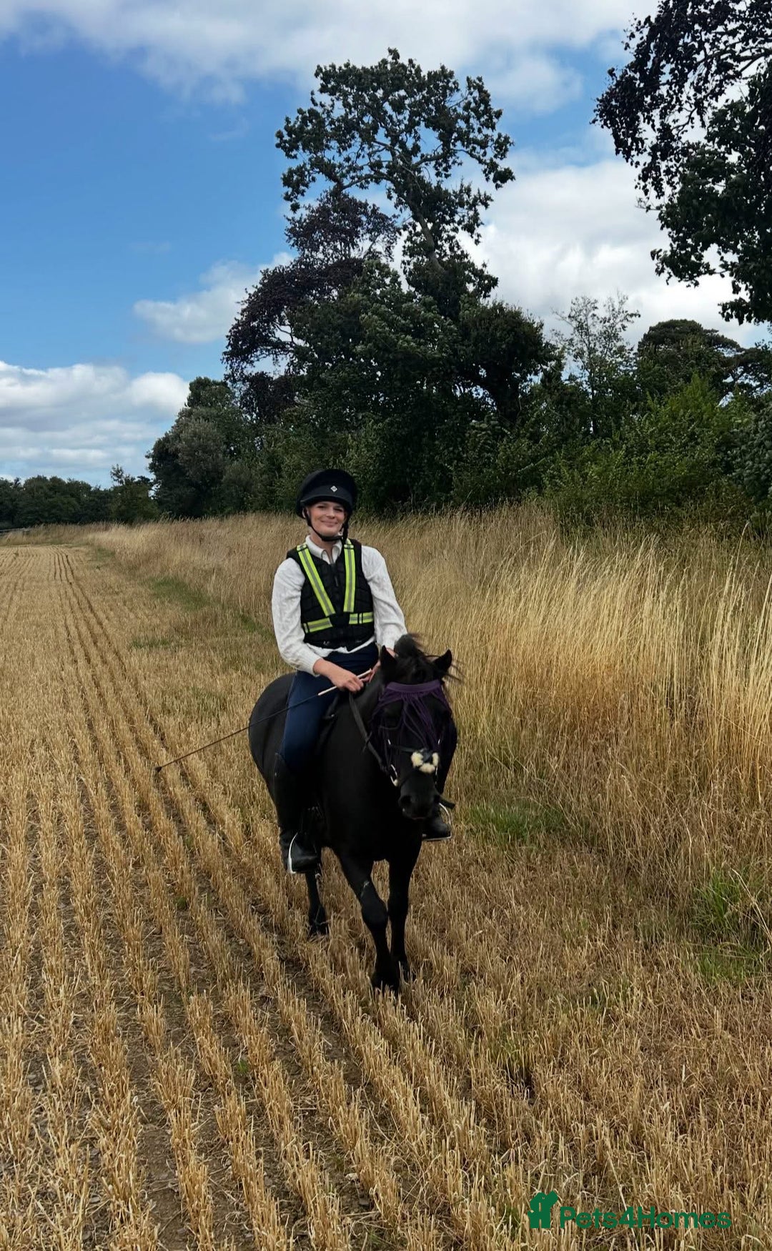 Dartmoor horses for sale: Jezamine ( jazz ) mothers dream!! - Advert 3