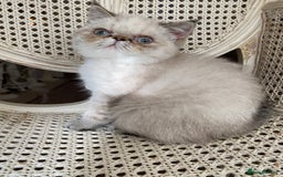 Exotic cats for sale: Outstanding Exotic Persian  - Image 5