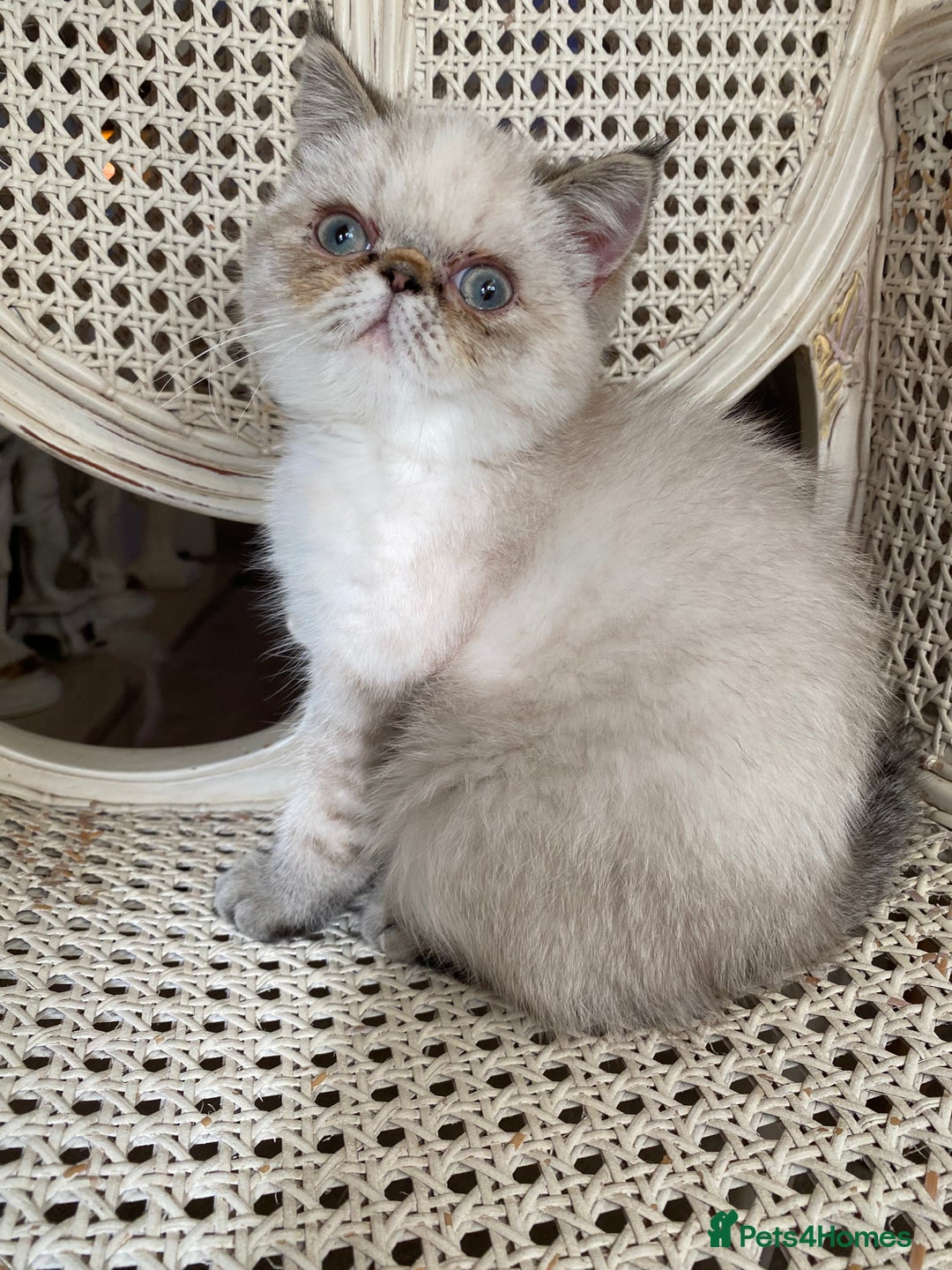 Exotic cats for sale: Outstanding Exotic Persian  - Image 5