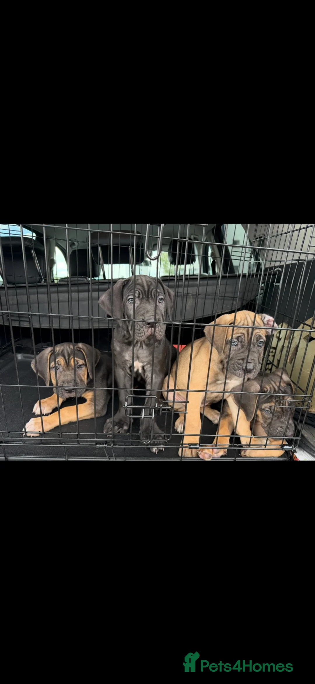 Cane Corso dogs for sale: PROTECTION AND FAMILY CANE CORSO PUPPIES in Romford - Advert 2