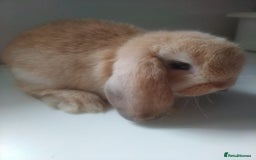 Mini Lop rabbits for sale: Beautiful mini lops available for reserve  - Image 6