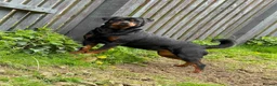 Rottweiler dogs for sale: Full German Rottweiler  - Advert 7