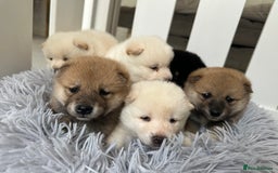 Japanese Shiba Inu dogs for sale: Japanese Shiba Inu puppies - Image 2