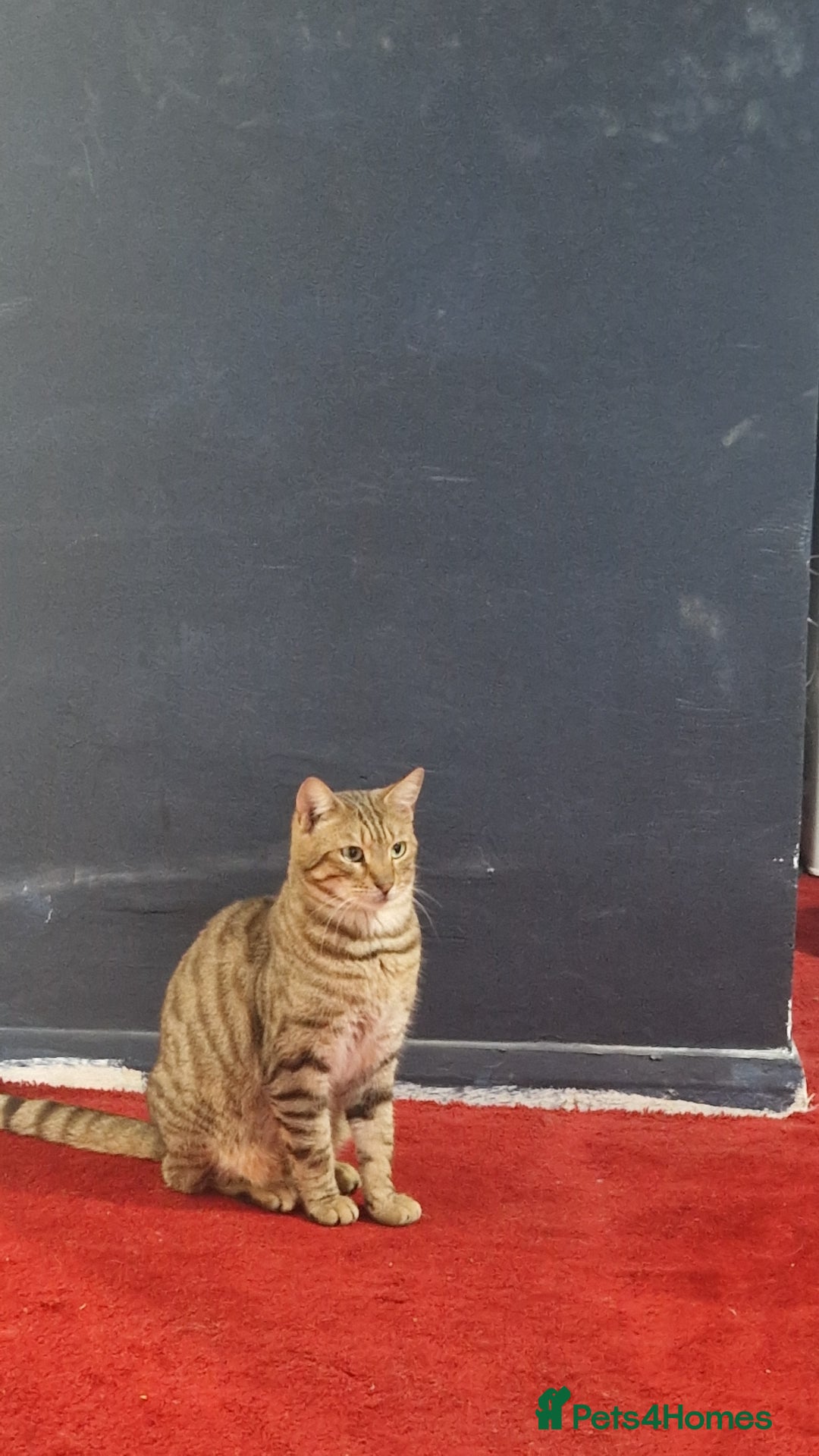 Mixed Breed cats for sale: Monster aged 2 - Advert 4