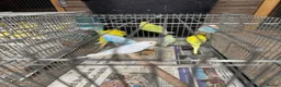 Budgerigars birds for sale: Budgies for sale - Advert 5