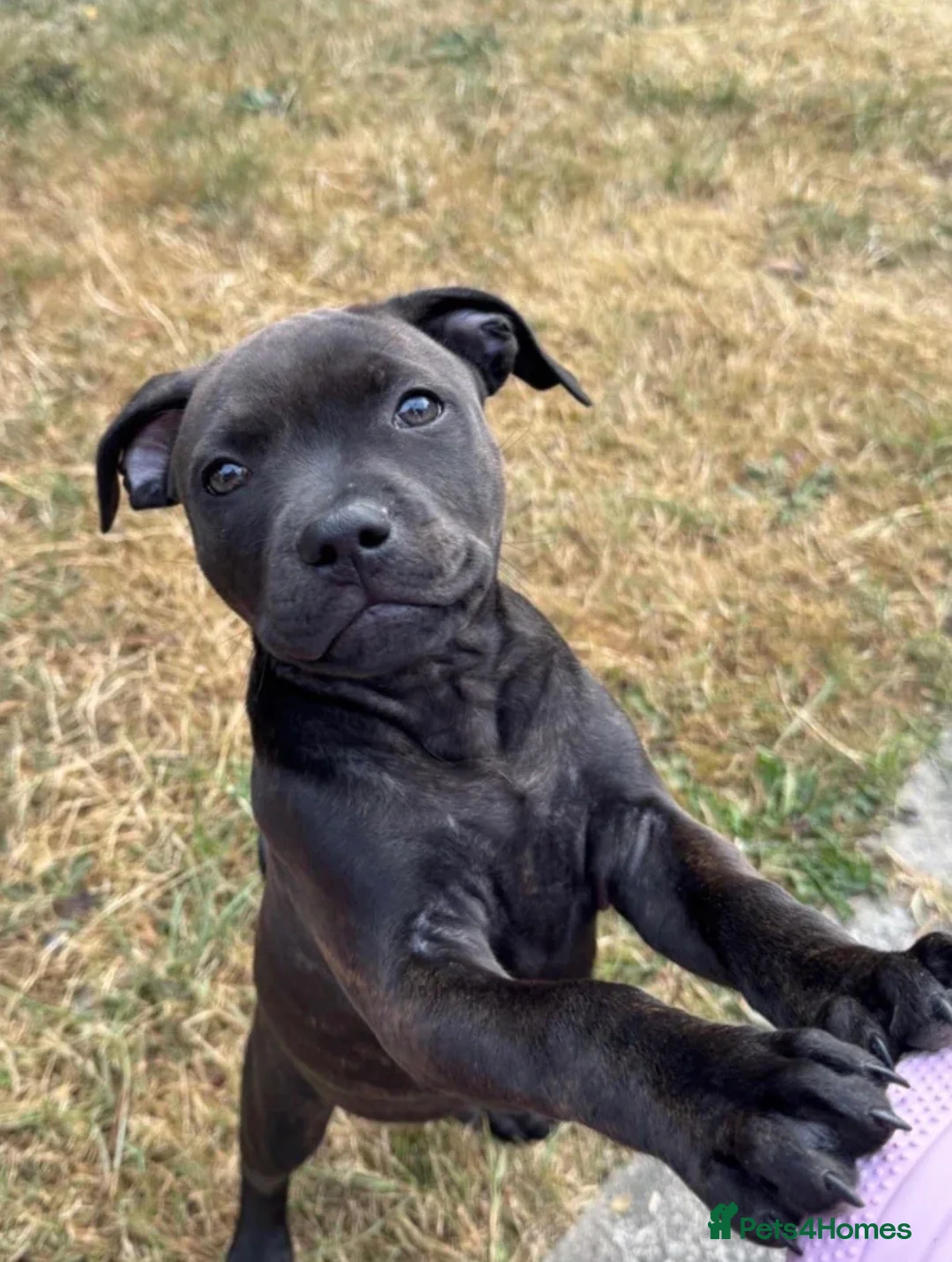 Staffordshire Bull Terrier dogs for sale:  Beautiful Staffordshire Bull Terrier Puppy - Advert 7