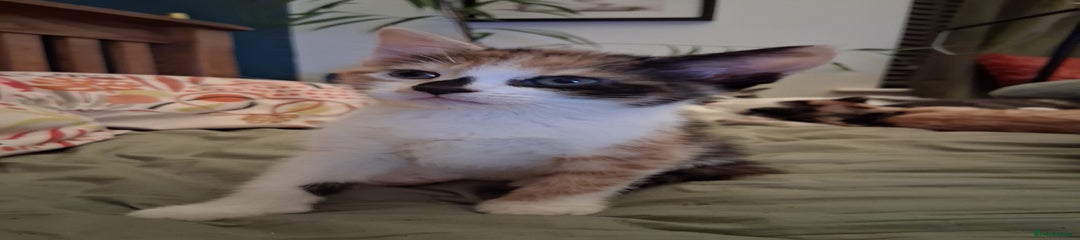 Domestic Shorthair Kitten 4