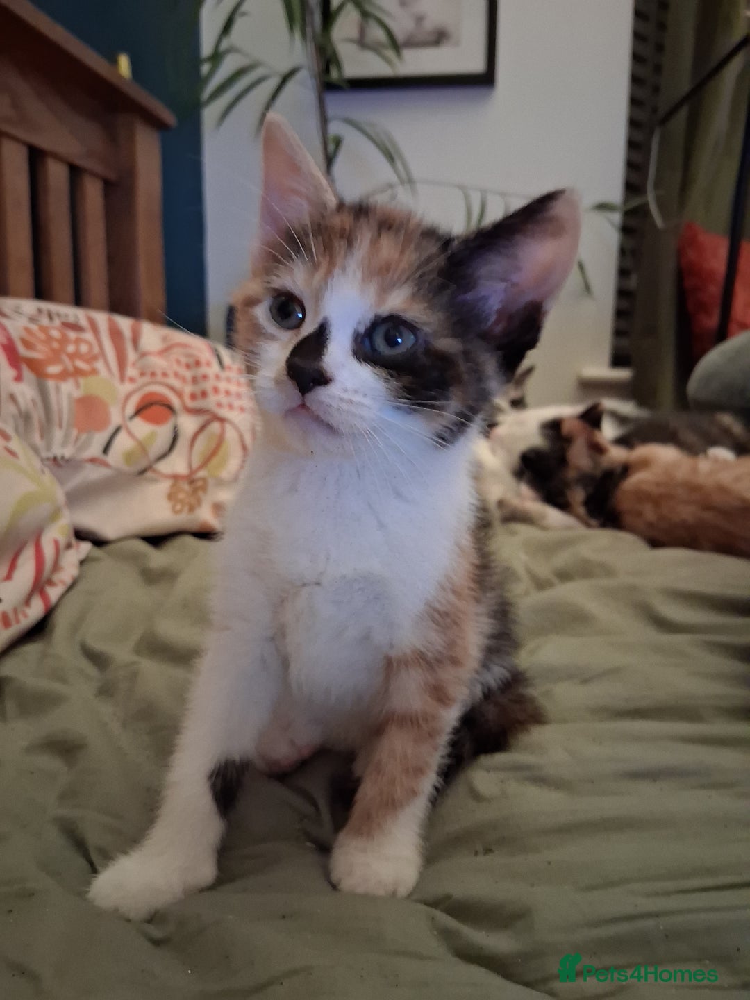 Domestic Shorthair cats for sale: 6 gorgeous mixed breed kittens - Advert 21