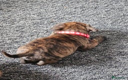 Staffordshire Bull Terrier dogs for sale: 🐶  STAFFY PUPPYS 🐶  - Image 8