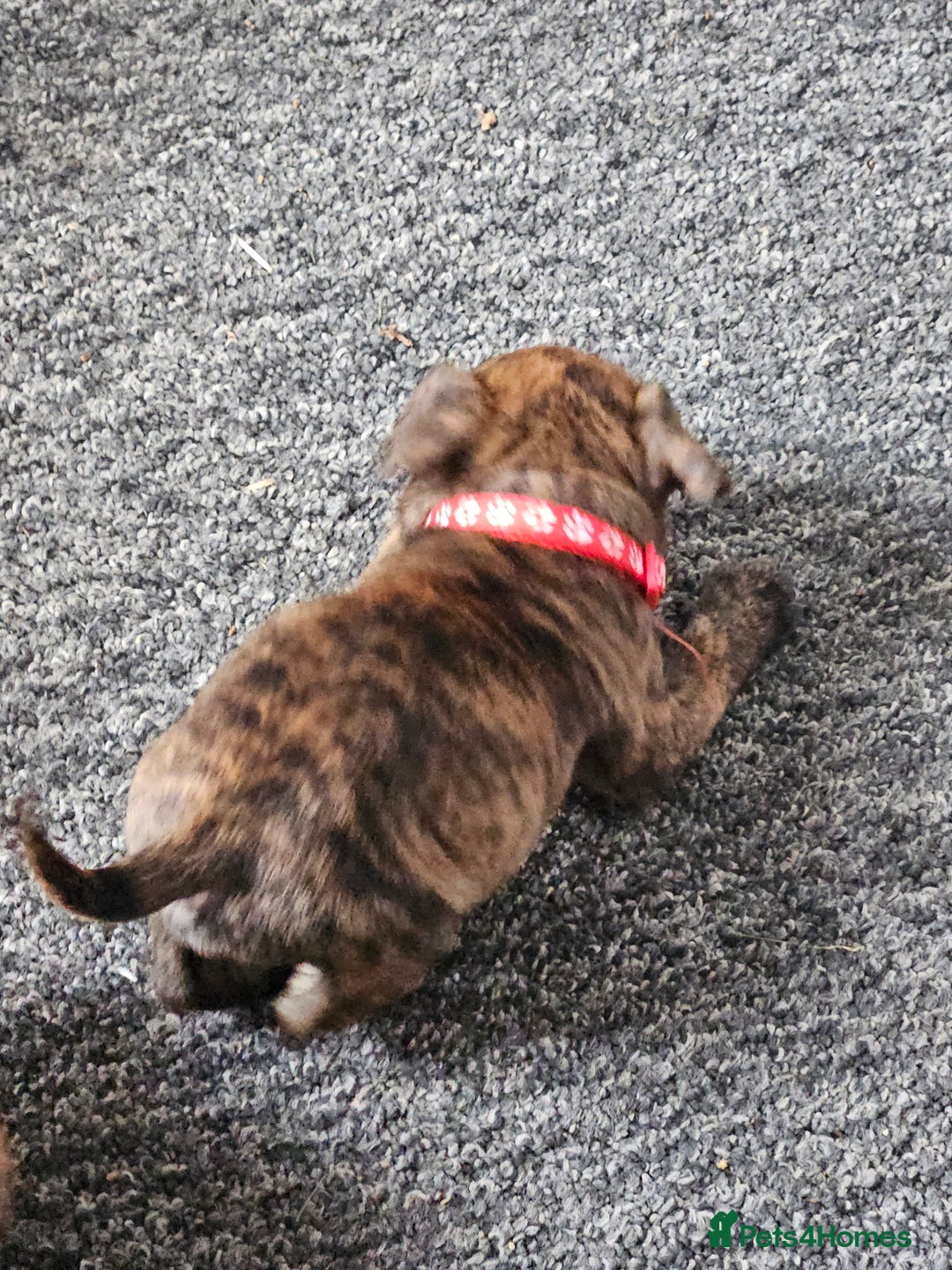 Staffordshire Bull Terrier dogs for sale: 🐶  STAFFY PUPPYS 🐶  - Image 8