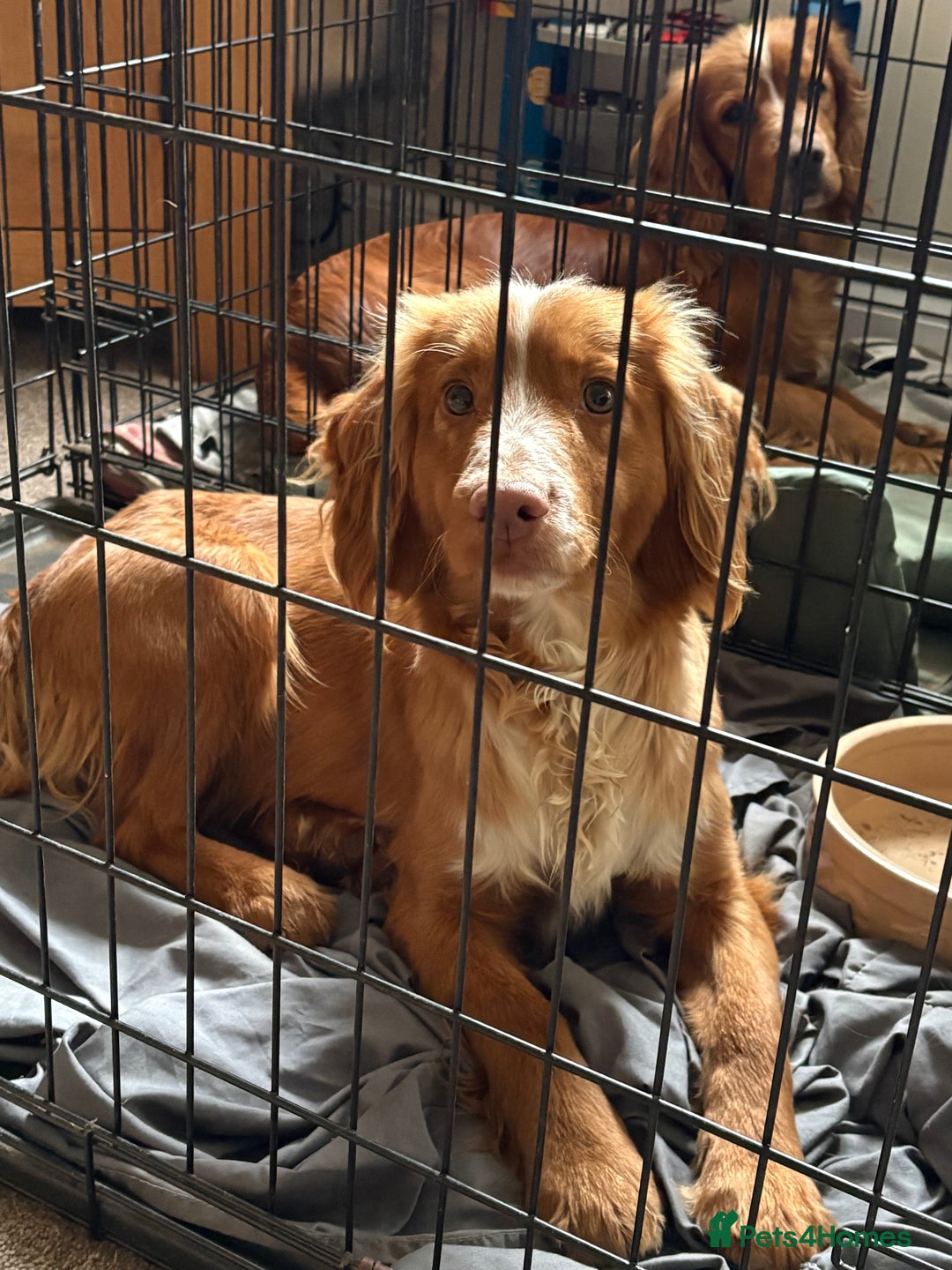 Cocker Spaniel dogs for sale: Cocker spaniel male  - Advert 2