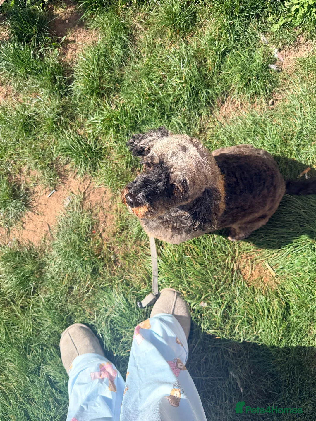 Cockapoo dogs for sale: Rehome f1 cockerpoo in Leeds - Advert 2